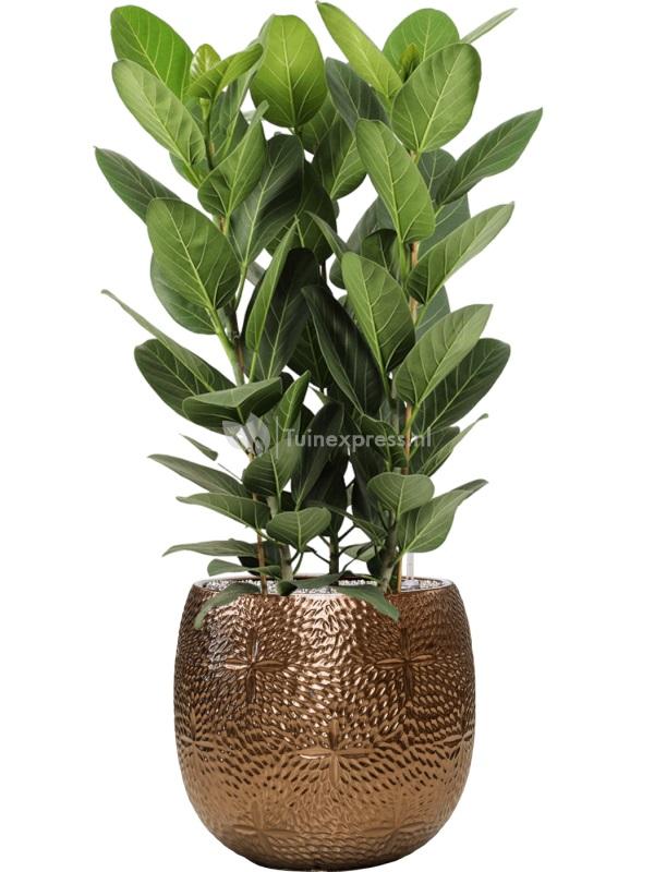 Plantenwinkel Nl Plant In Pot Ficus Benghalensis Audrey Cm