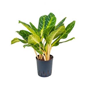 Plantenwinkel Aglaonema key lime hydrocultuur plant