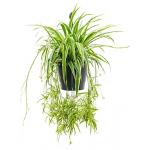 Chlorophytum ocean hangplant