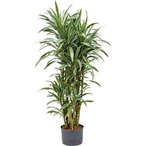 Dracaena deremensis tunja hydrocultuur plant