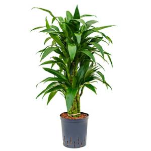 Dracaena janet craig multi S hydrocultuur plant