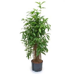 Dracaena surculosa XXL hydrocultuur plant