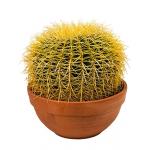 Echinocactus grusonii S kamerplant