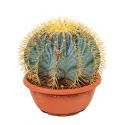 Ferocactus glaucescens M kamerplant