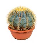 Ferocactus glaucescens M kamerplant