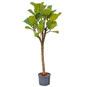 Ficus lyrata stam XL hydrocultuur plant