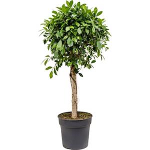 Ficus nitida kamerplant