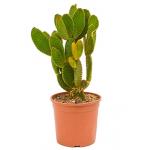 Opuntia cactus microdasys geel kamerplant