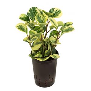 Peperomia green gold variegata hydrocultuur plant