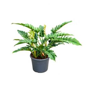 Philodendron narrow L kamerplant