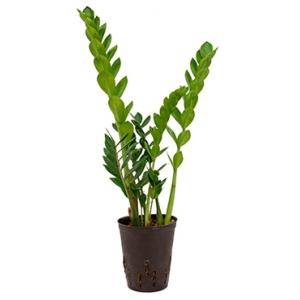 Zamioculcas zamiifolia S hydrocultuur plant