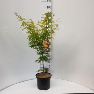 Japanse esdoorn (Acer palmatum "Orange Dream") heester - 60-80 cm - 8 stuks