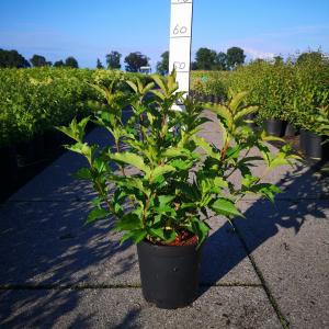 Weigela Red Prince - 60 - 80 cm - 5 stuks