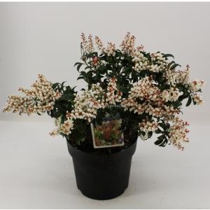 Rotsheide (Pieris Japonica “Bonfire”) heester - 30-40 cm (C4.5) - 9 stuks