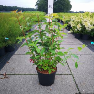 Weigela Bristol Ruby - 80 - 100 cm - 5 stuks