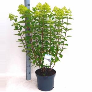 Hydrangea Paniculata "Limelight"® pluimhortensia - 30-40 cm - 1 stuks