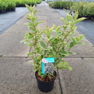 Weigela Florida Nana Variegata - 40 - 50 cm - 7 stuks