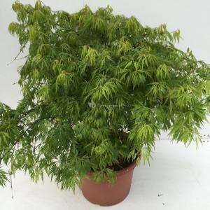 Japanse esdoorn (Acer palmatum "Dissectum") heester - 60-70 cm - 1 stuks