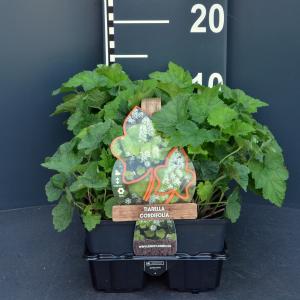 Schuimbloem (tiarella cordifolia) bodembedekker - 6-pack - 1 stuks