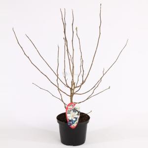 Magnolia Stellata - 50 - 60 cm - 8 stuks