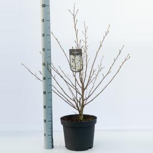 Magnolia Stellata - 80 - 100 cm - 5 stuks