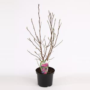 Magnolia Susan - 50 - 60 cm - 8 stuks