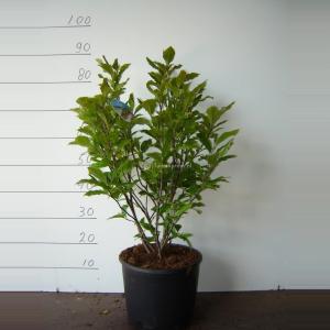 Magnolia Susan - 50 - 70 cm - 5 stuks