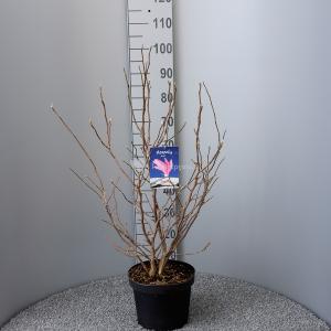 Magnolia Susan - 80 - 100 cm - 5 stuks
