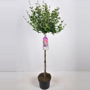 Dwergsering op stam (syringa meyeri "Palibin") - 90 cm - 1 stuks