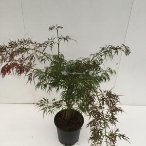 Japanse esdoorn (Acer palmatum "Ornatum") heester - 50-60 cm - 1 stuks