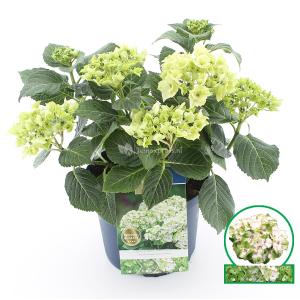 Hydrangea Macrophylla "Magical Noblesse"® boerenhortensia - 30-40 cm - 1 stuks