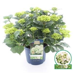 Hydrangea Macrophylla "Magical Noblesse"® boerenhortensia - 40-50 cm - 1 stuks