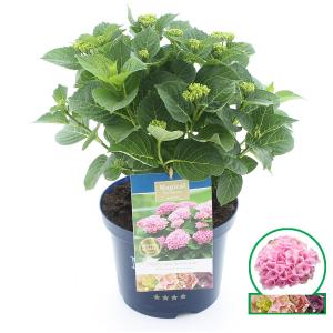 Hydrangea Macrophylla "Magical Revolution Roze"® boerenhortensia - 30-40 cm - 1 stuks