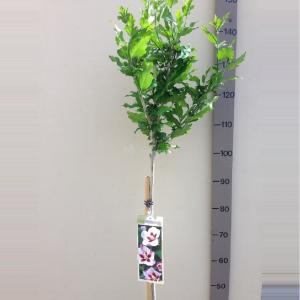 Hibiscus struik Hamabo op stam - Stam 110cm - 8 stuks