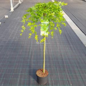 Japanse esdoorn (Acer palmatum "Ryusen") heester - op stam 90 cm - 1 stuks