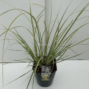 Dwergpampasgras (Cortaderia selloana "Mini Gold Pampas") - In 5 liter pot - 1 stuks