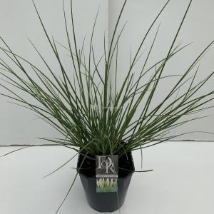 Dwergpampasgras (Cortaderia selloana "Mini Pampas") siergras - In 5 liter pot - 1 stuks