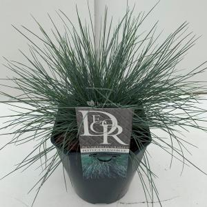 Zwenkgras (Festuca glauca "Elijah Blue") siergras - In 5 liter pot - 1 stuks