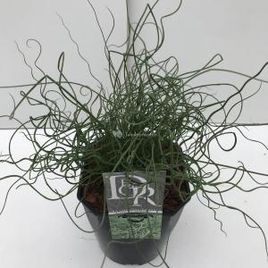 Krulpitrus (Juncus effusus "Spiralis") siergras - In 5 liter pot - 1 stuks