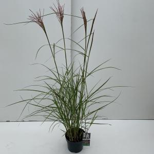 Prachtriet (Miscanthus sinensis "Ferner Osten") siergras - In 3 liter pot - 1 stuks