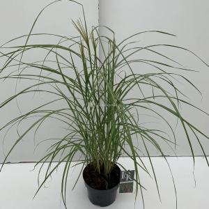 Prachtriet (Miscanthus sinensis "Flamingo") siergras - In 3 liter pot - 1 stuks