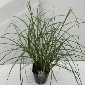 Prachtriet (Miscanthus sinensis "Flamingo") siergras - In 5 liter pot - 1 stuks