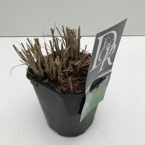 Prachtriet (Miscanthus sinensis "Kleine Silberspinne") siergras - In 2 liter pot - 1 stuks