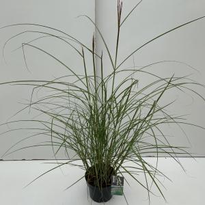 Prachtriet (Miscanthus sinensis "Kleine Silberspinne") siergras - In 3 liter pot - 1 stuks