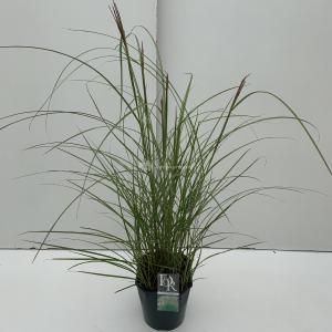 Prachtriet (Miscanthus sinensis "Kleine Silberspinne") siergras - In 5 liter pot - 1 stuks