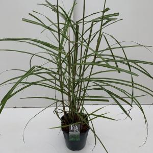 Prachtriet (Miscanthus sinensis "Malepartus") siergras - In 5 liter pot - 1 stuks