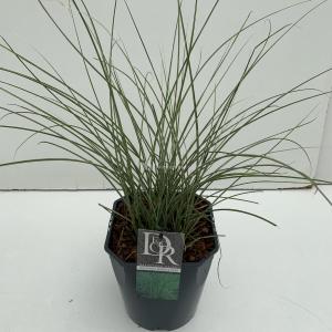 Prachtriet (Miscanthus sinensis "Morning Light") siergras - In 5 liter pot - 1 stuks