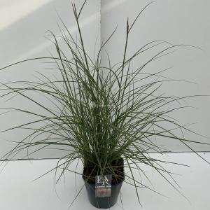 Prachtriet (Miscanthus sinensis "Red Chief") siergras - In 5 liter pot - 1 stuks