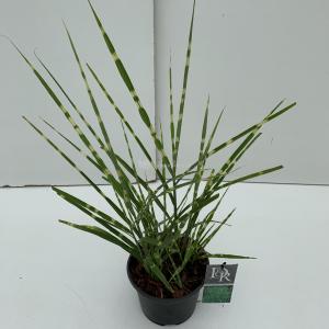 Prachtriet (Miscanthus sinensis "Strictus") siergras - In 3 liter pot - 1 stuks