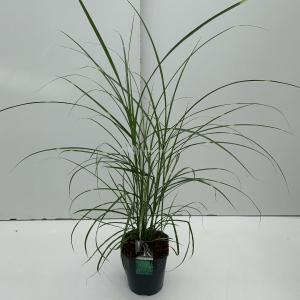 Prachtriet (Miscanthus sinensis "Strictus") siergras - In 5 liter pot - 1 stuks